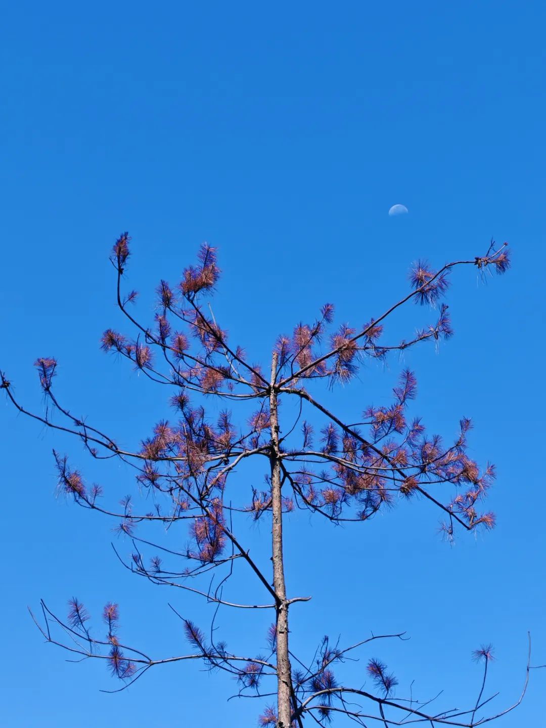 DƬ